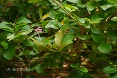 Malpighia punicifolia var. obovata